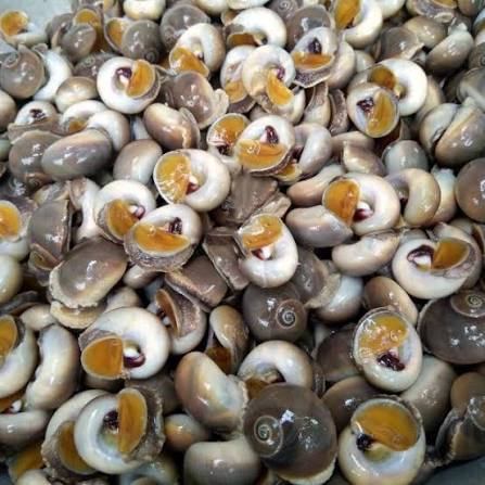Natural Moon Snail Shells