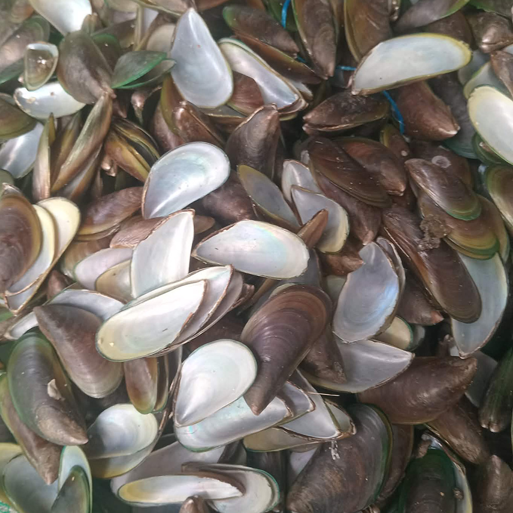 Natural Mussel Shells
