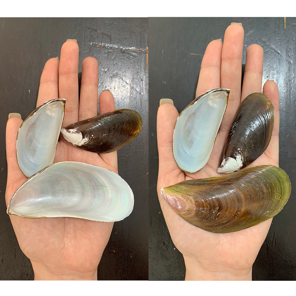 Natural Mussel Shells — view 2