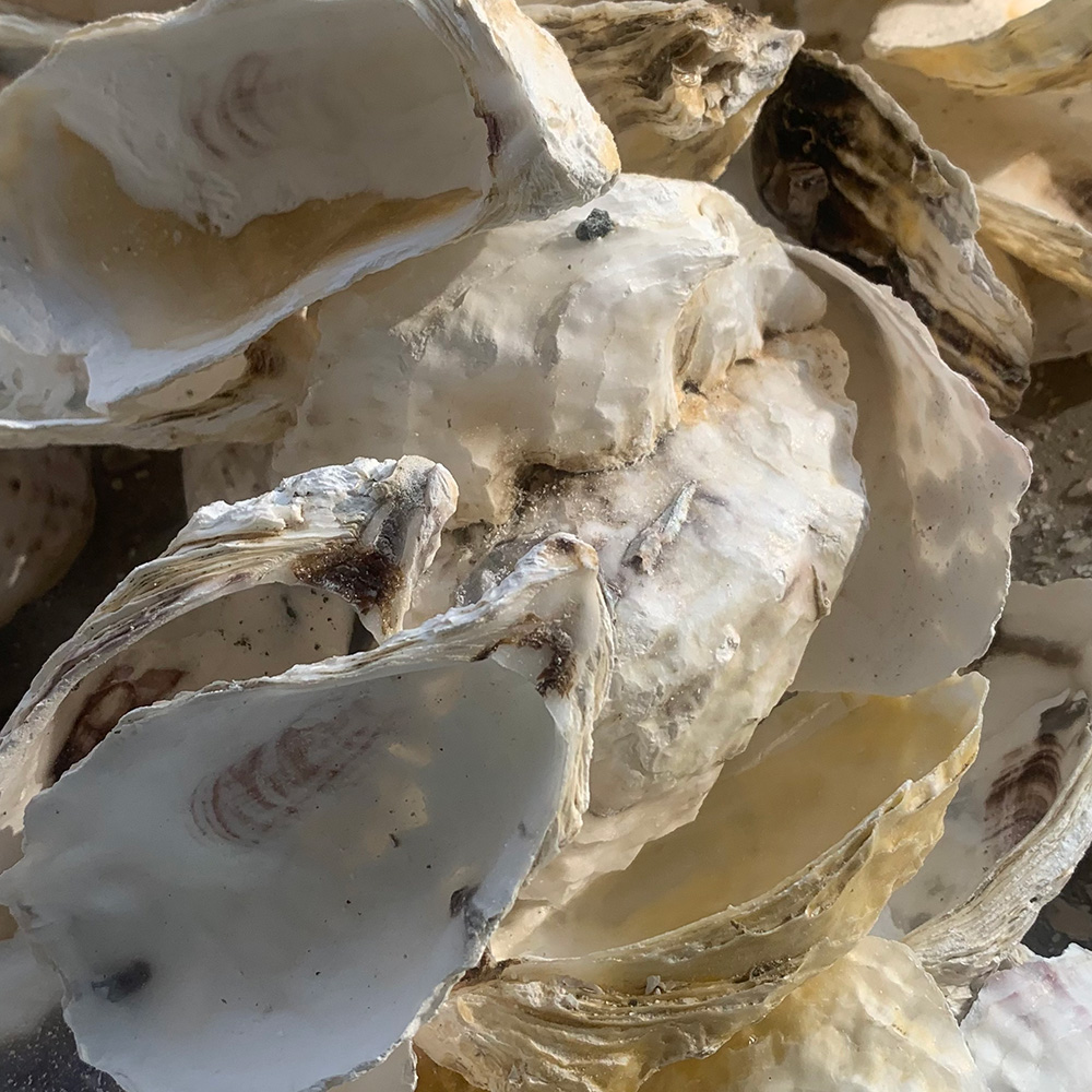 Natural Oyster Shells