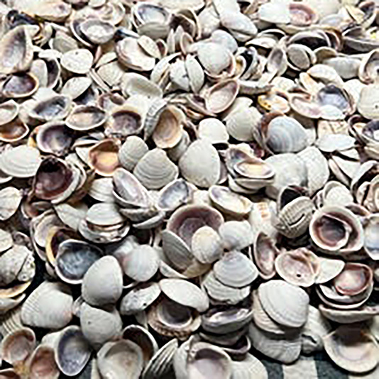 Natural Speckled Venus Clam Shells
