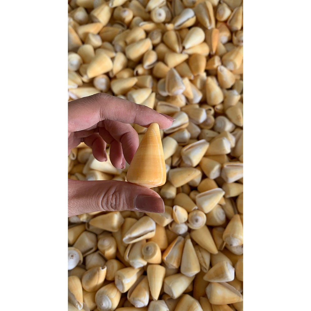 Orange Cone Shells