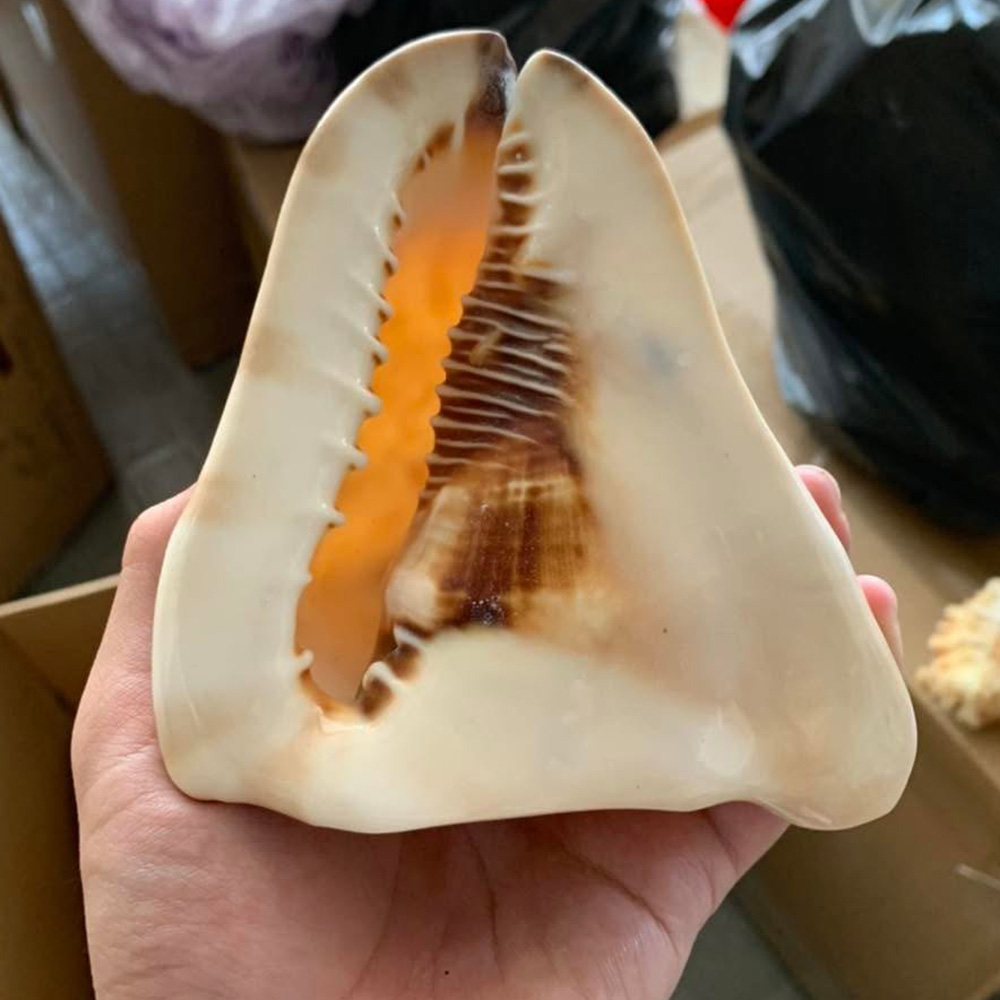 Orange-Mouth Helmet Shells — view 2