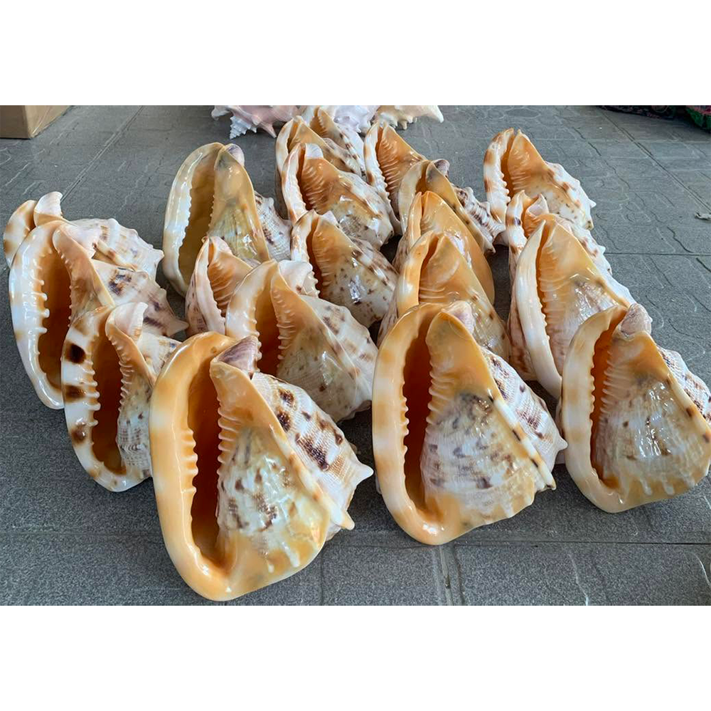 Orange-Mouth Helmet Shells