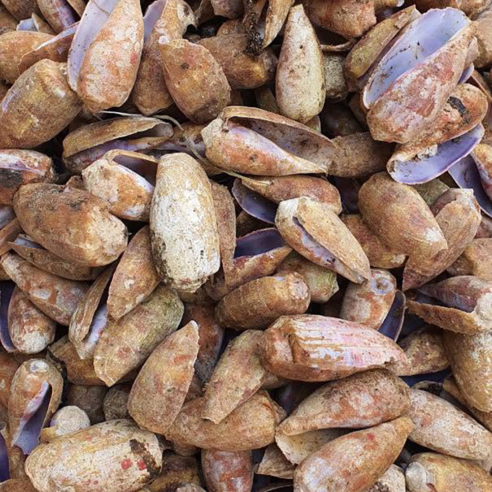 Patterned Cone Shells