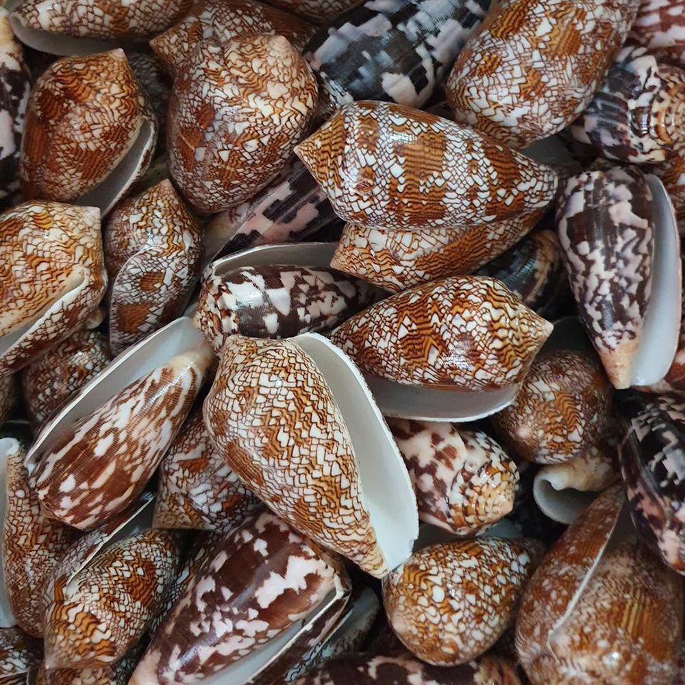 Patterned Cone Shells — view 2