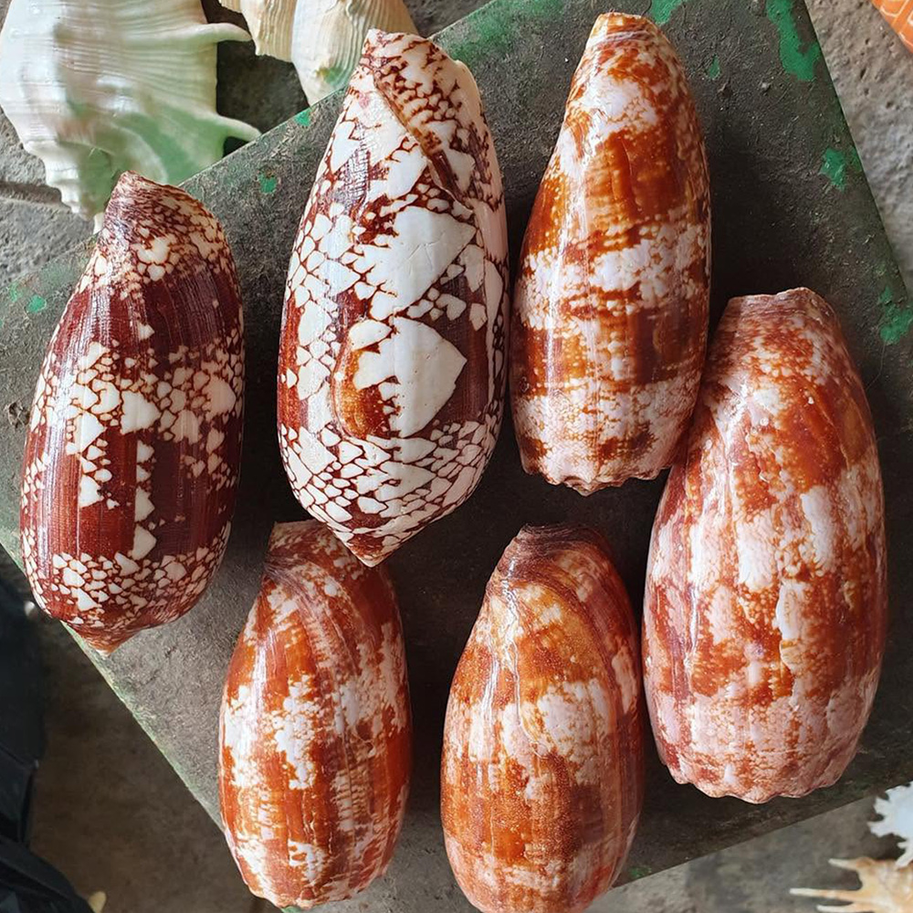 Patterned Cone Shells — view 3