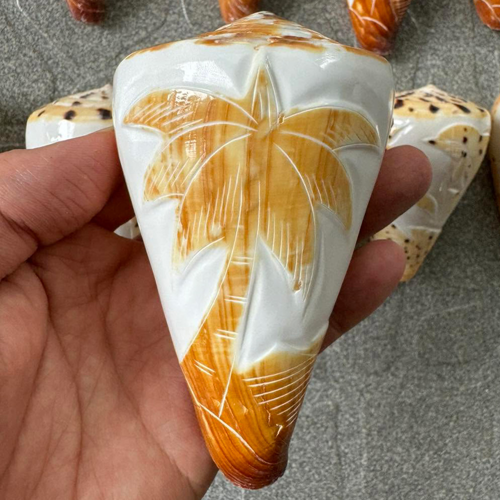 Patterned Cone Shells — view 7