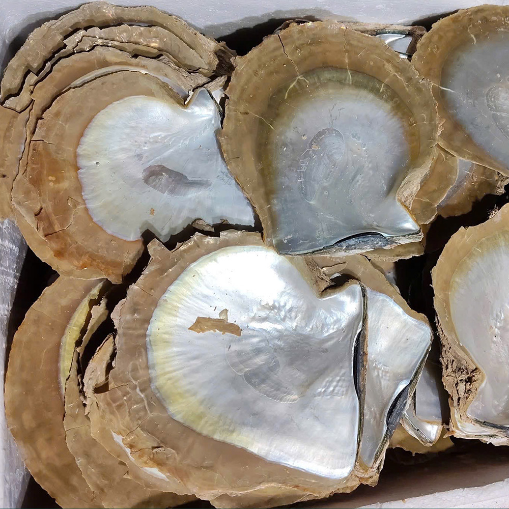 Pearl Oyster Shells