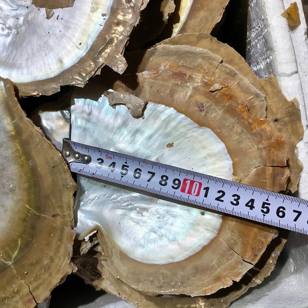 Silver-Lip Pearl Oyster Shells — view 3