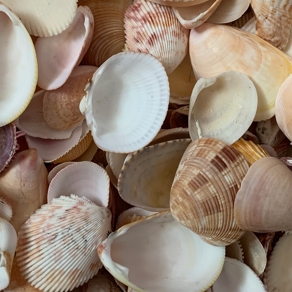 Prickly Cockle Shells