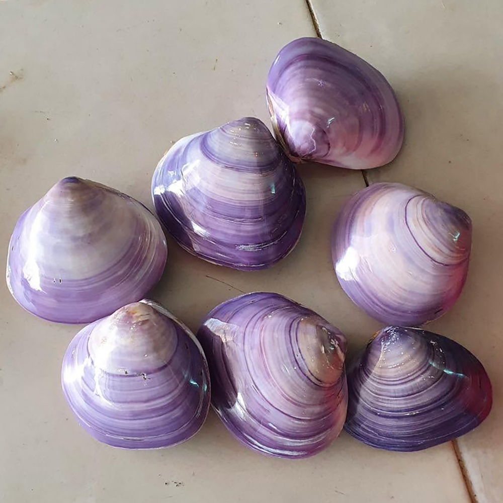 Purple Clam Shells