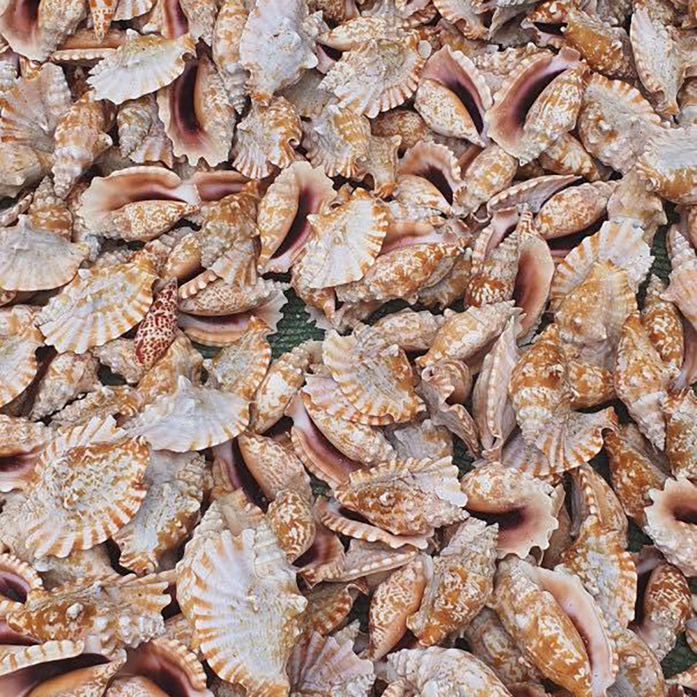 Purple Mouth Conch Shells
