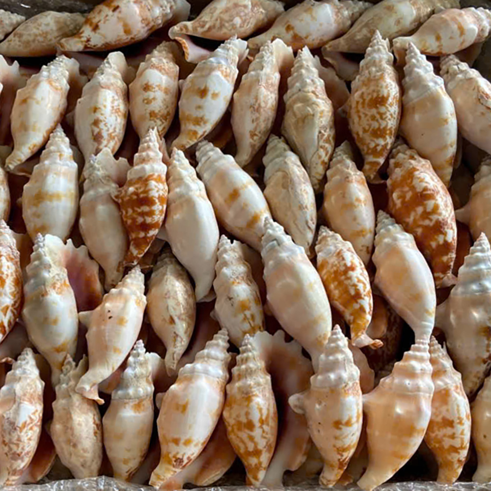 Purple Mouth Conch Shells — view 2