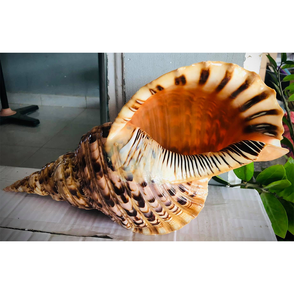 Queen Triton Trumpet Shells