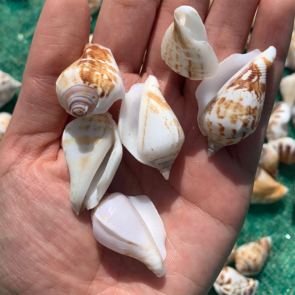 Short-Spire Jumping Conch Shells
