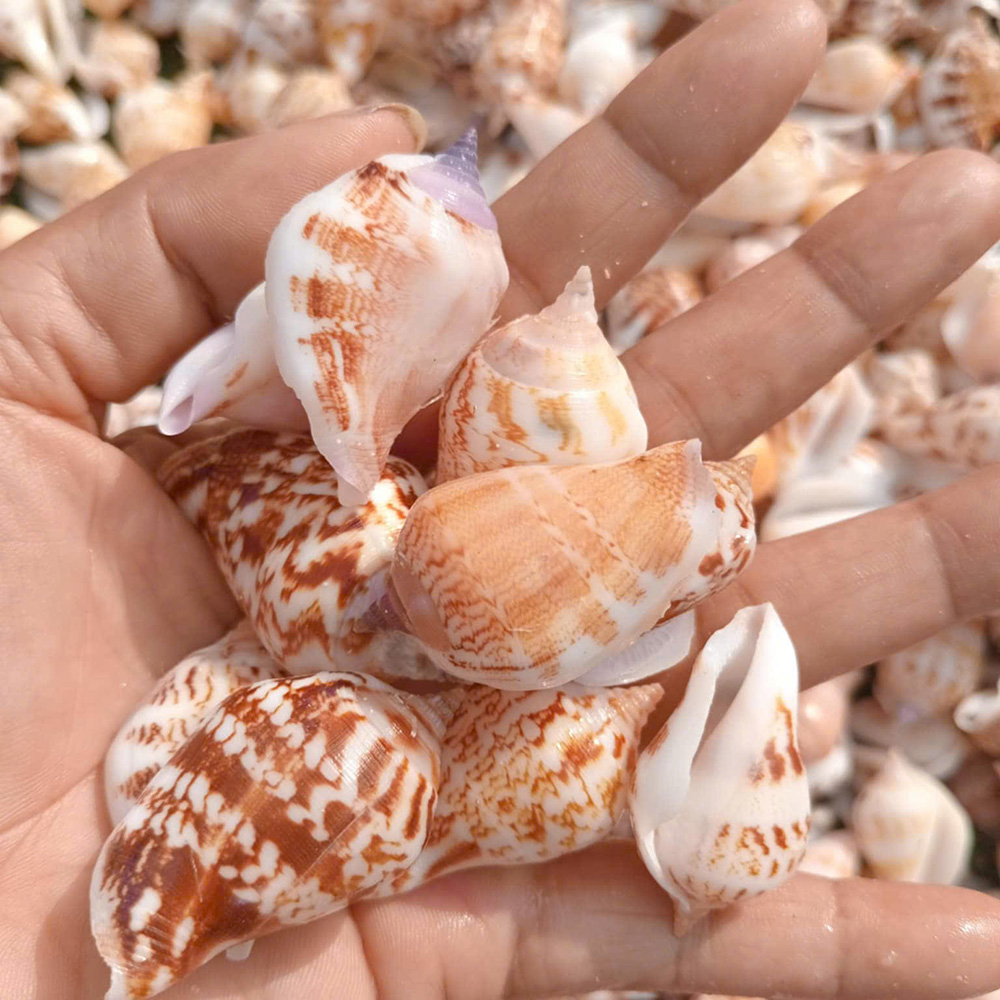Short-Spire Jumping Conch Shells — view 2