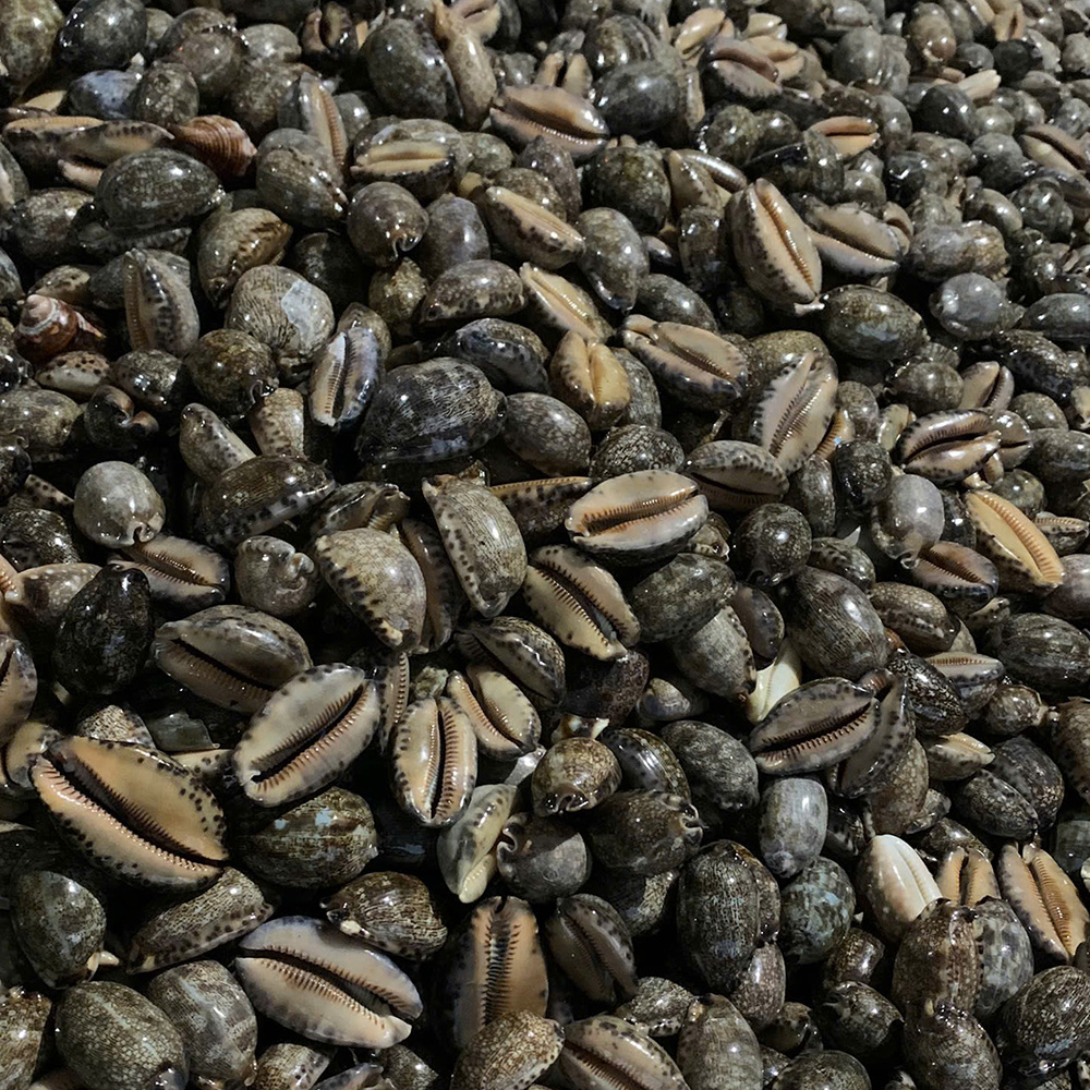 Speckled Grey Cowrie Shells