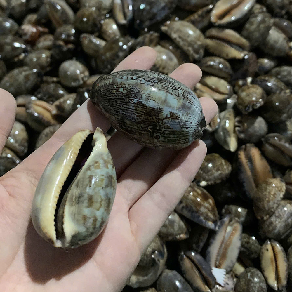 Speckled Grey Cowrie Shells — view 2