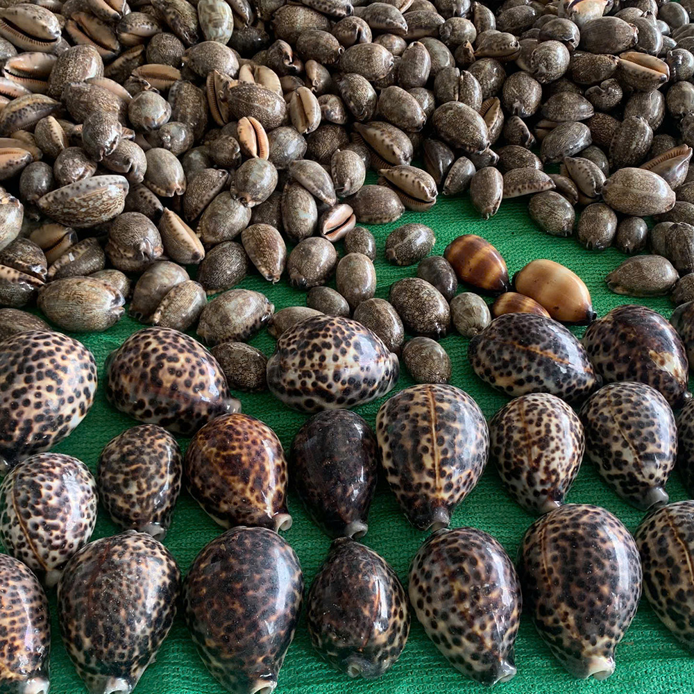 Speckled Grey Cowrie Shells — view 3