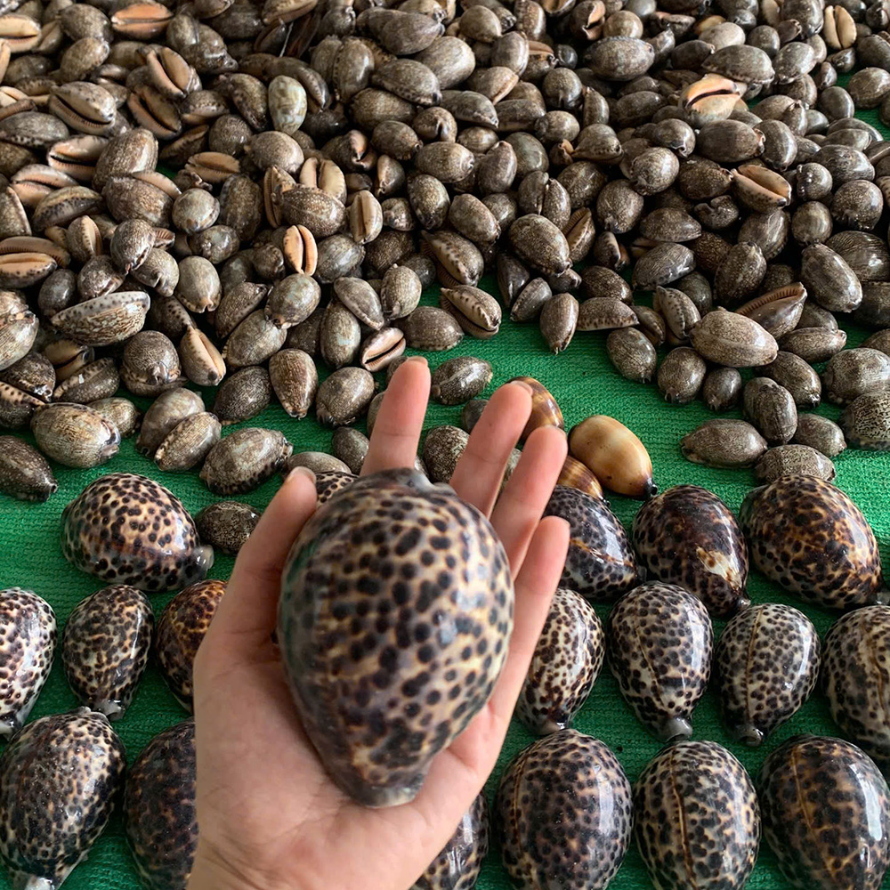 Speckled Grey Cowrie Shells — view 4