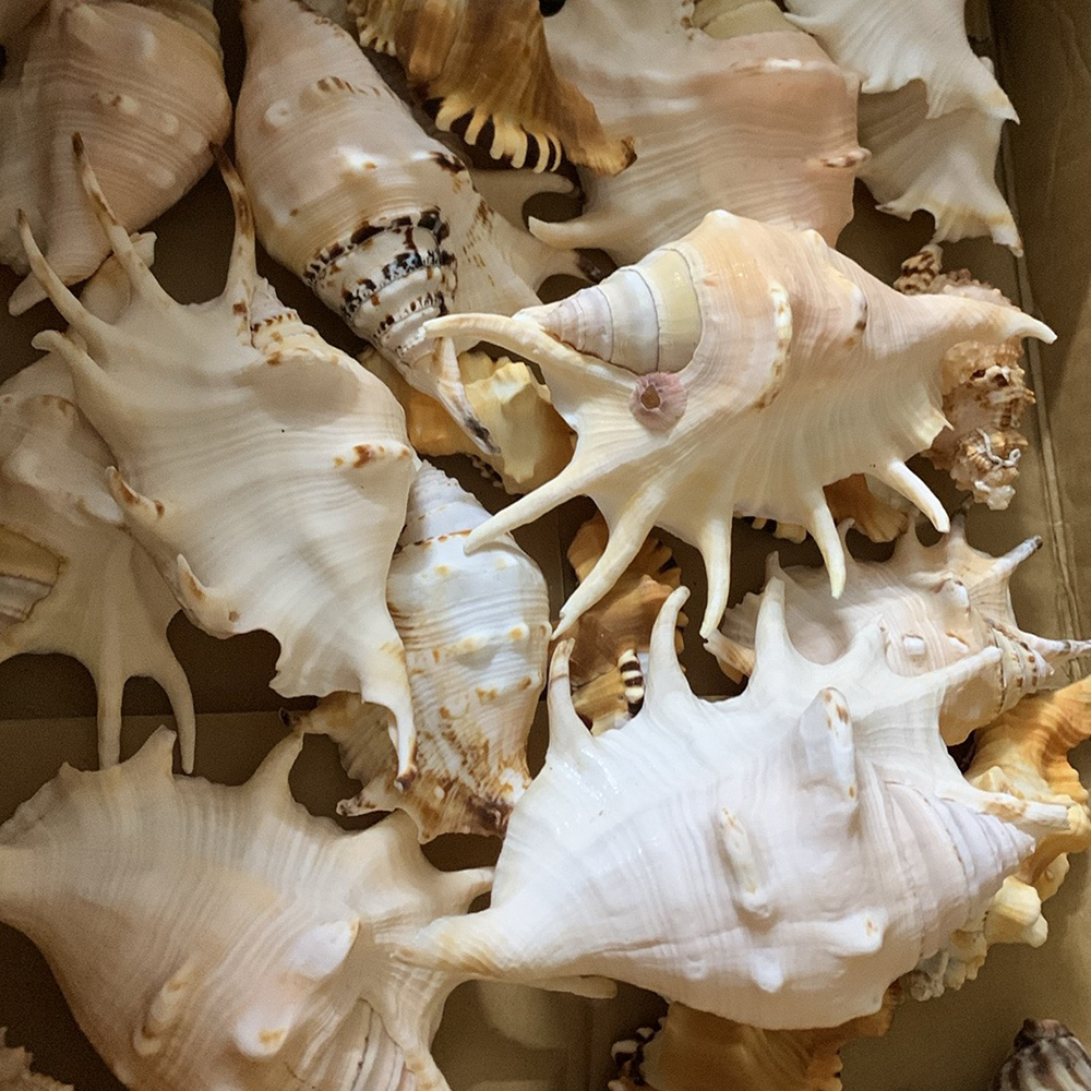 Spider Conch Shells