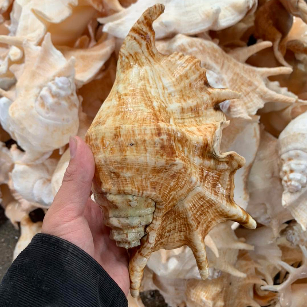 Spider Conch Shells — view 3