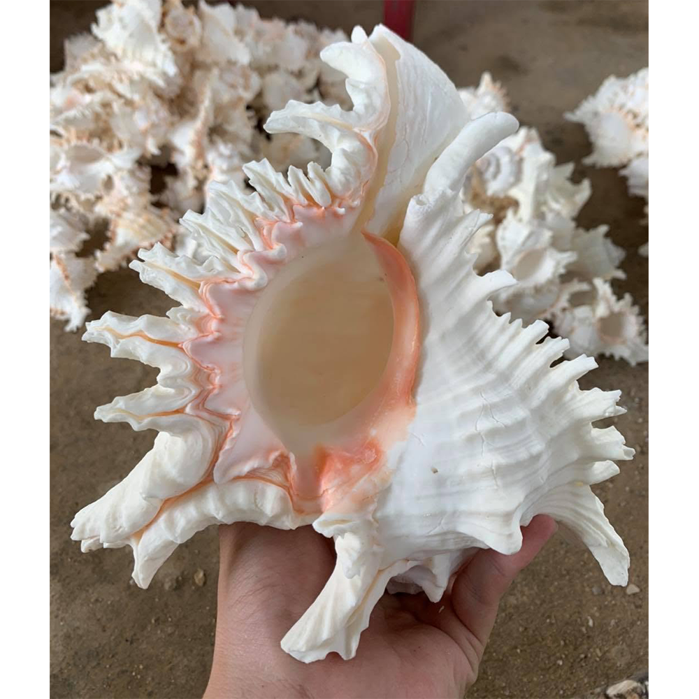Spiny Murex Shells