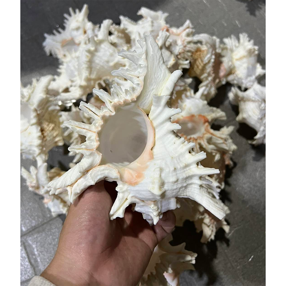 Spiny Murex Shells — view 6