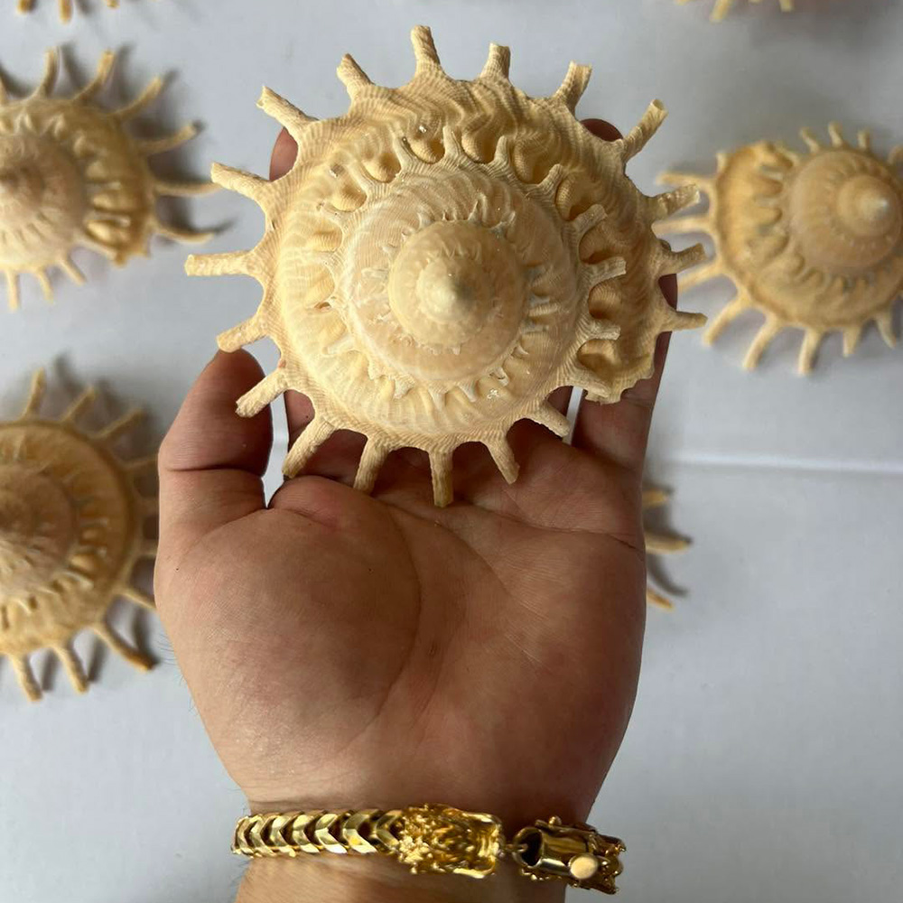 Spiny Sun Star Shells