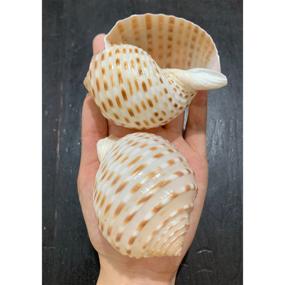 Spotted Tun Shells
