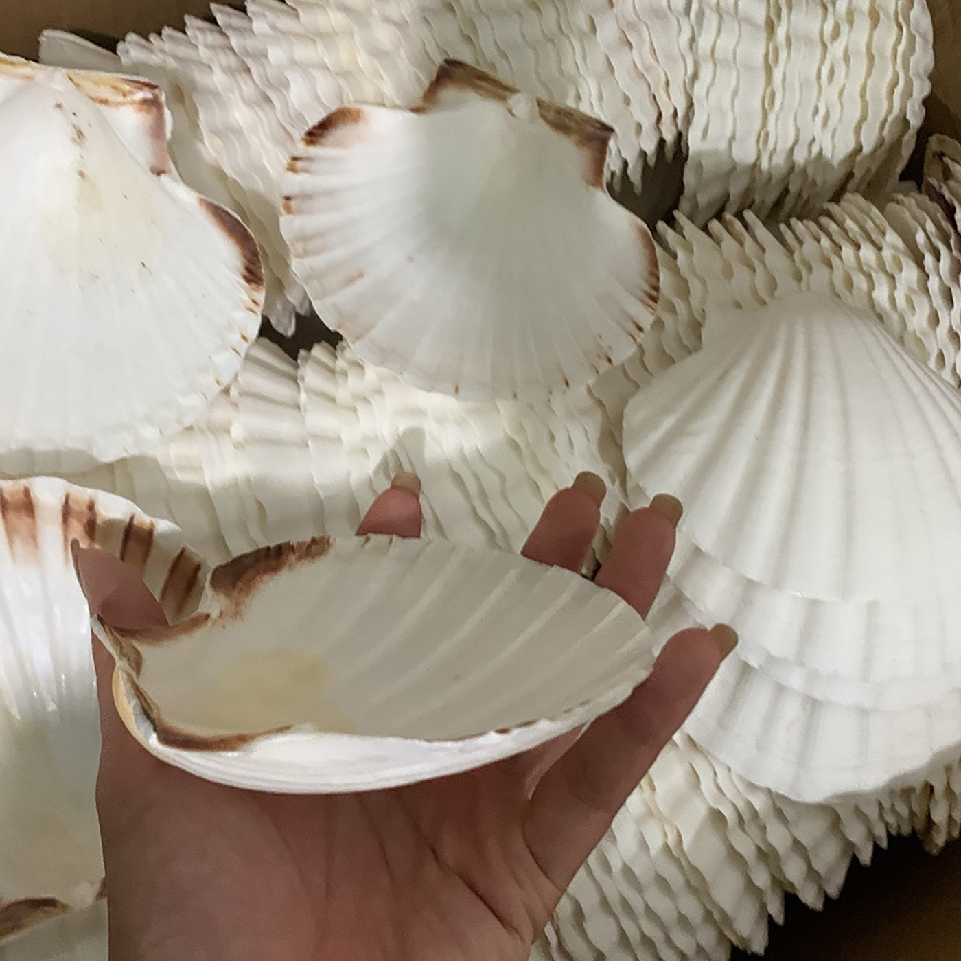 White Australian Scallop Shells