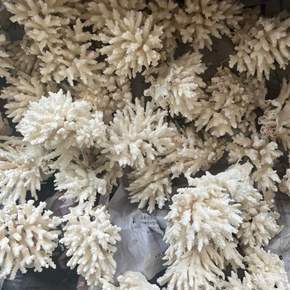 White Branching Coral — view 1