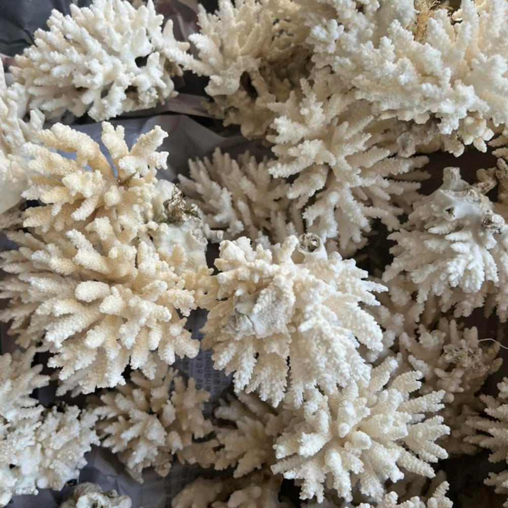 White Branching Coral — view 2