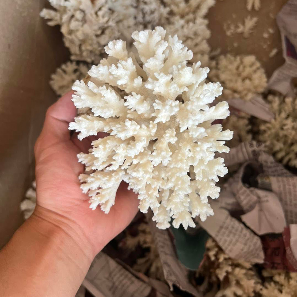 White Branching Coral