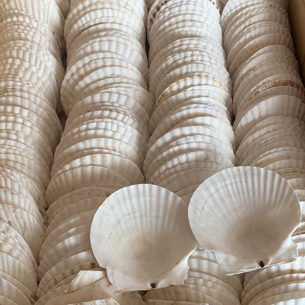 White Japanese Scallop Shells