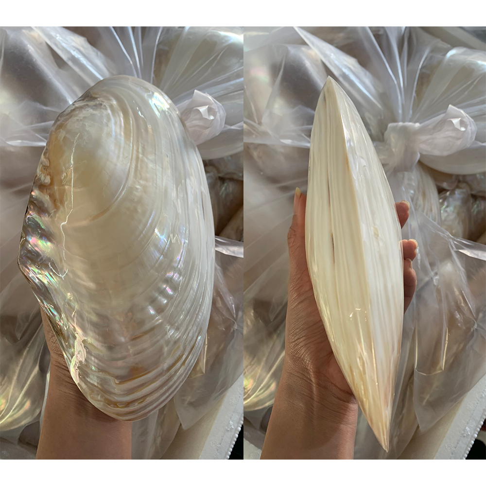 White Pearl Mussel Shells